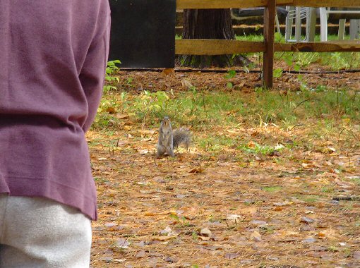 Squirrel begging